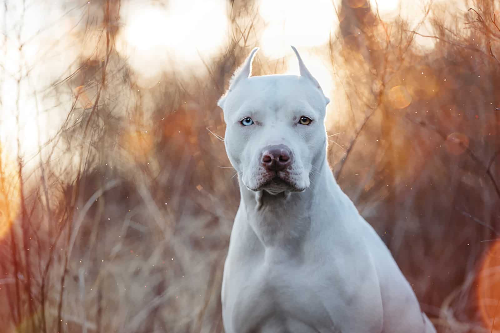 american pitbull in nature