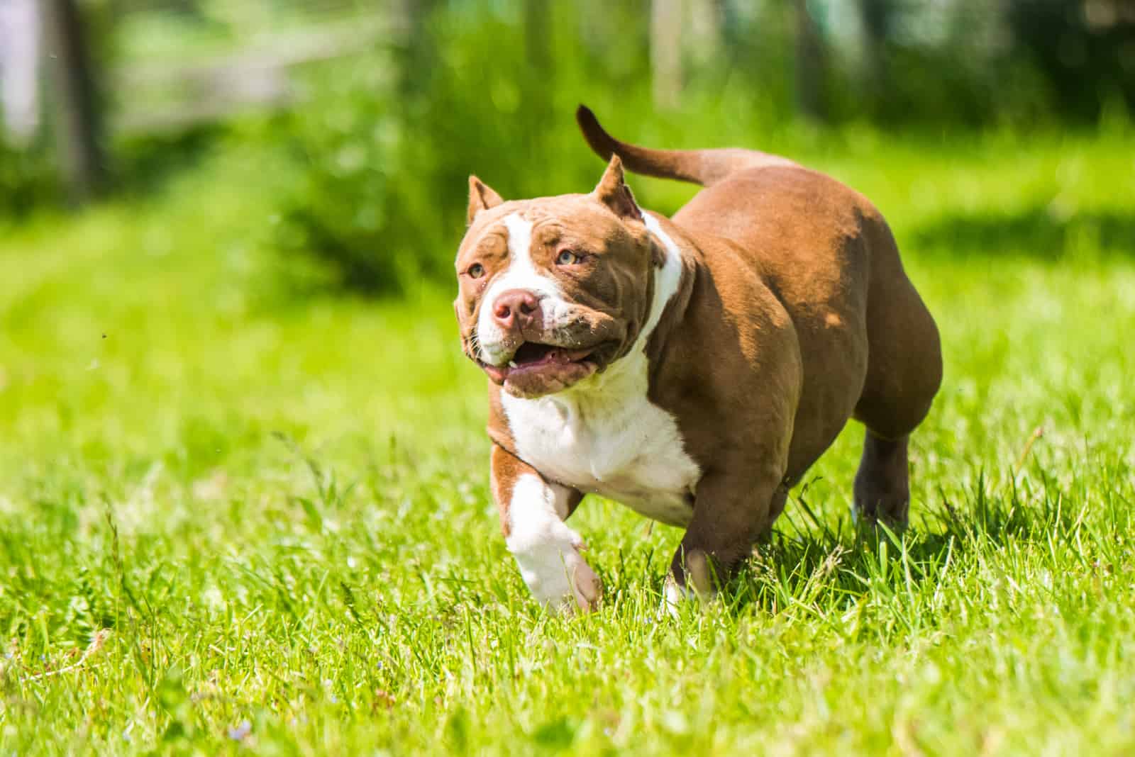 american pocket bully standing outdoor on a sunny day