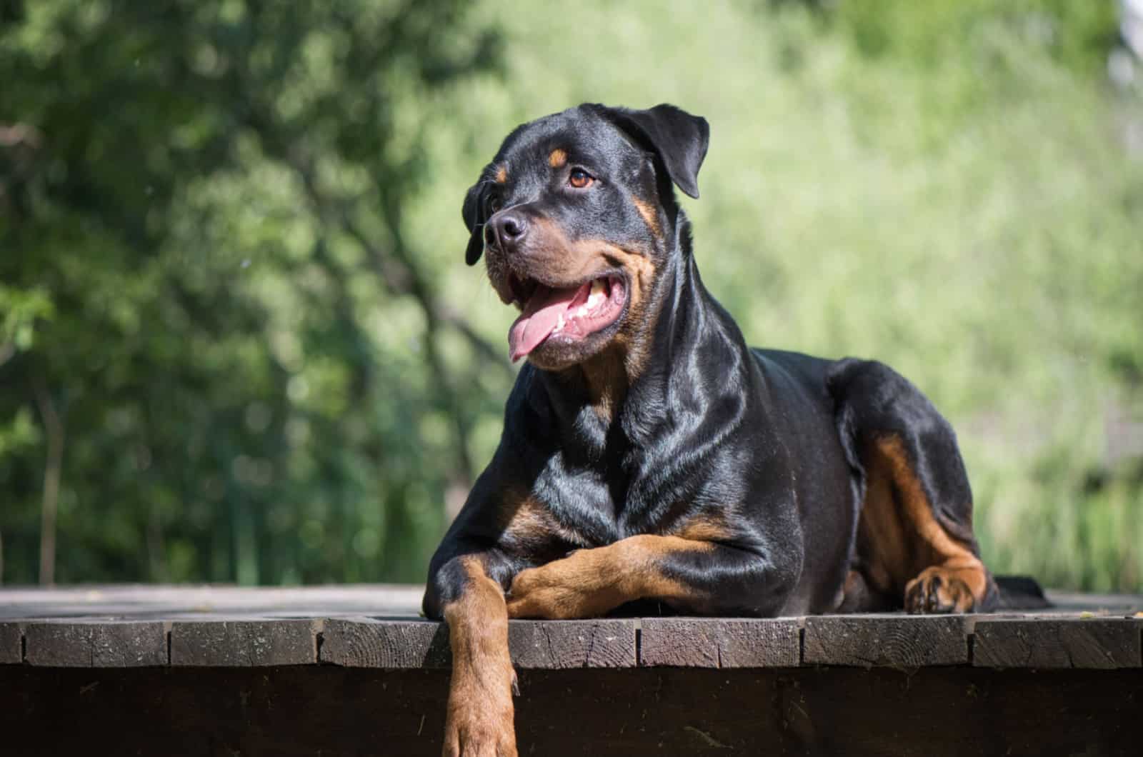 American Rottweiler