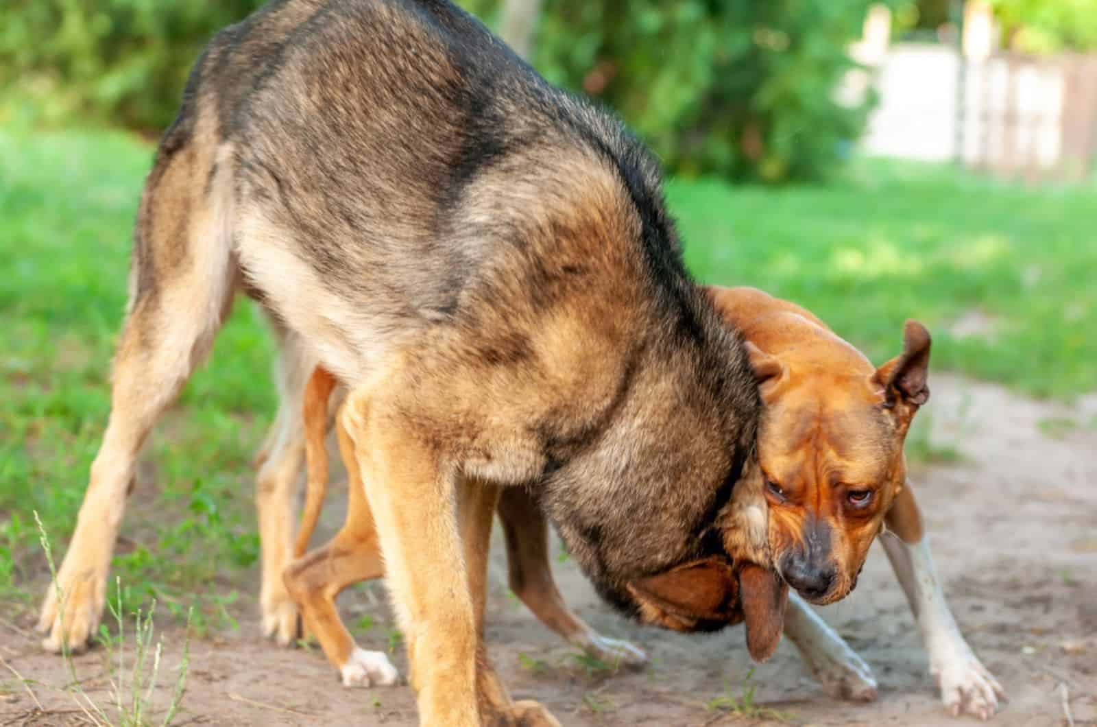 american staffordshire terrier and a german shepherd dog fighting and playing