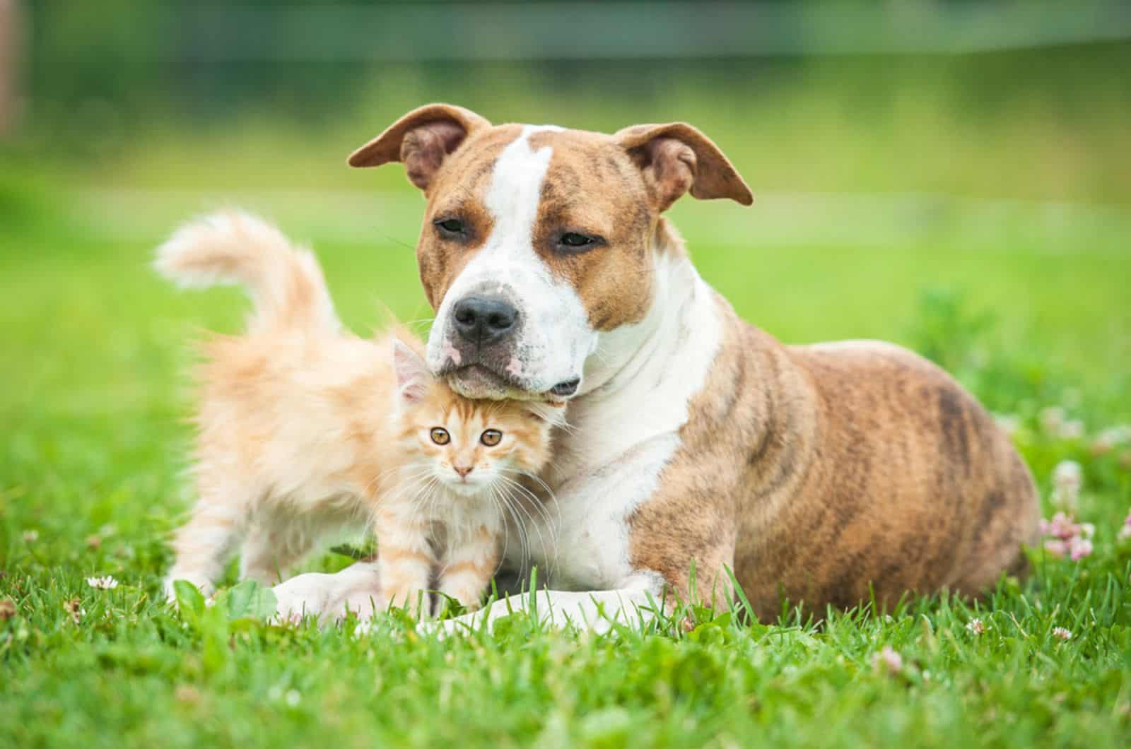 american staffordshire terrier dog with little kitten in the garden