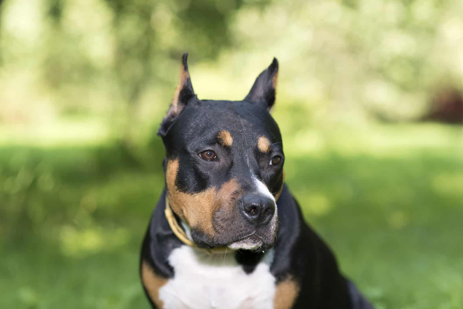 American Staffordshire Terrier in the wild