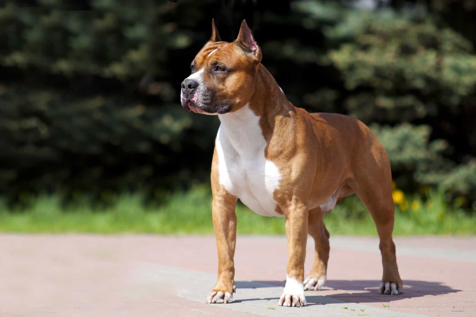 American Staffordshire Terrier