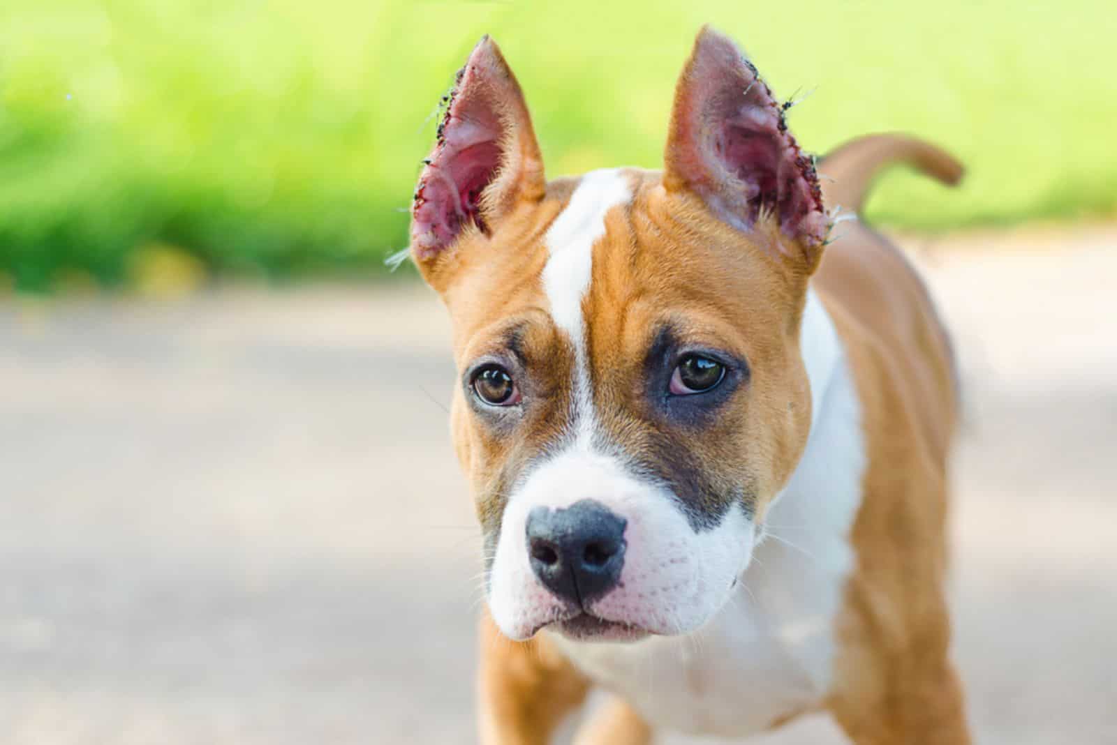 American Staffordshire Terrier with cropped ears