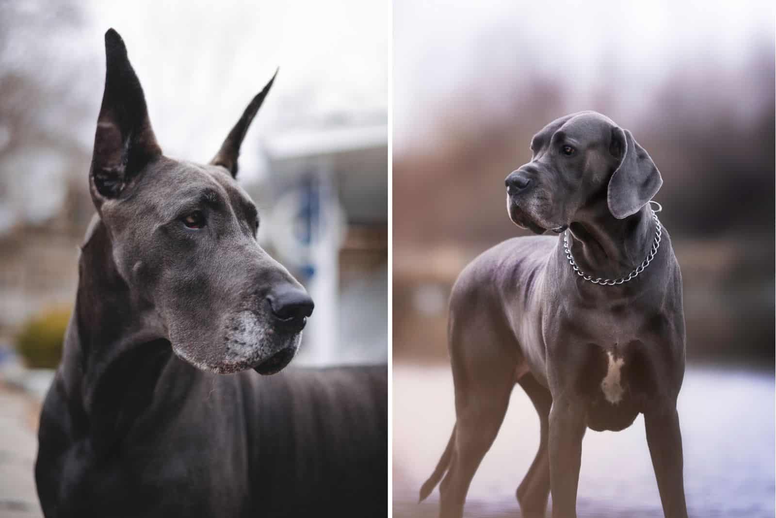 american vs european great dane