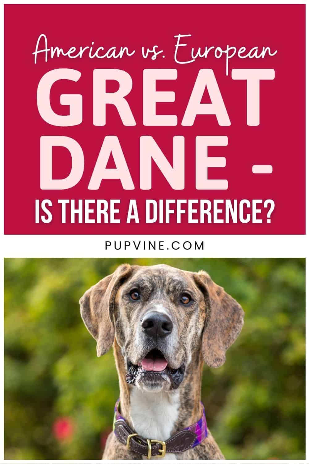 American Vs. European Great Dane - Is There a Difference