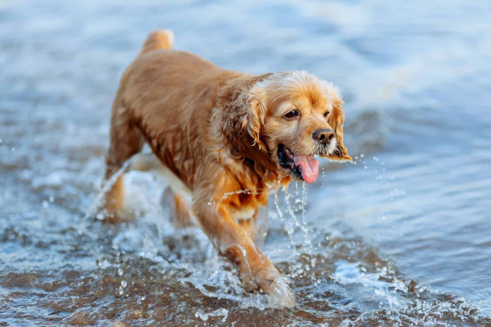 American Water Spaniel dog in water