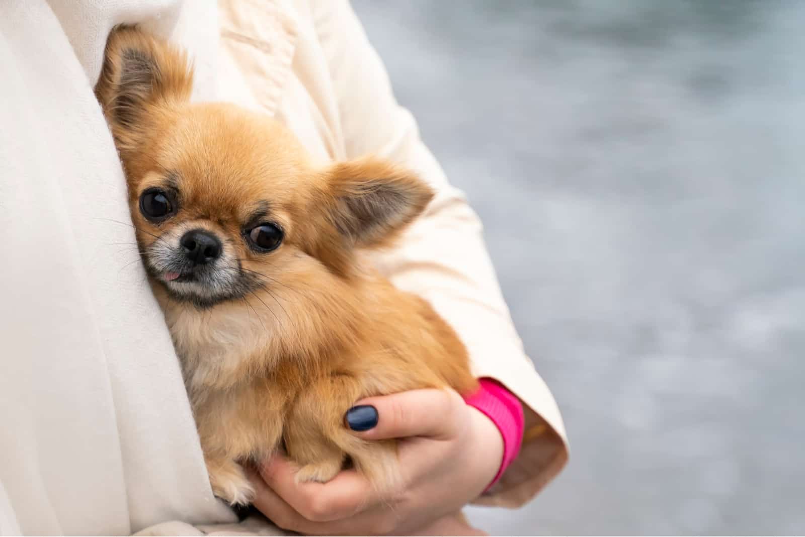 amusing Chihua Hua on girls hands