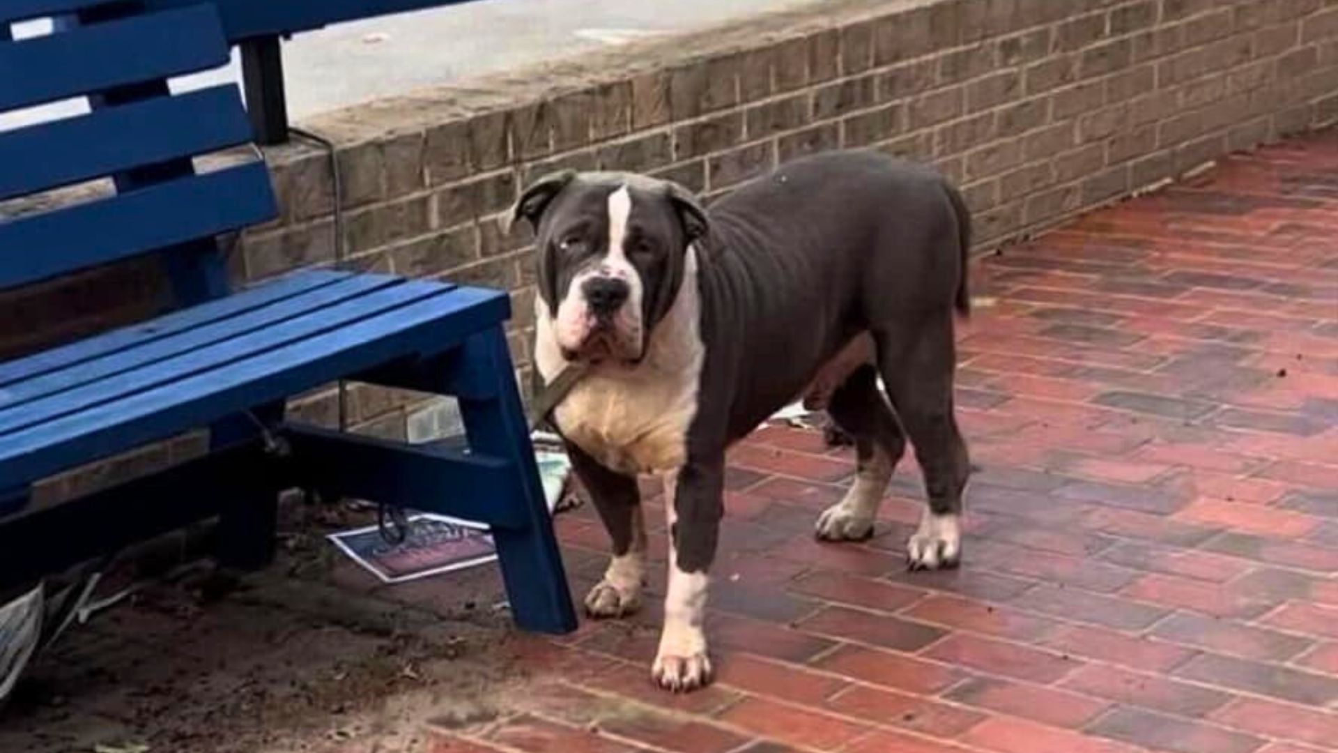 Abandoned Dog Tied To A Bench Hopes His Family Would Soon Return For Him