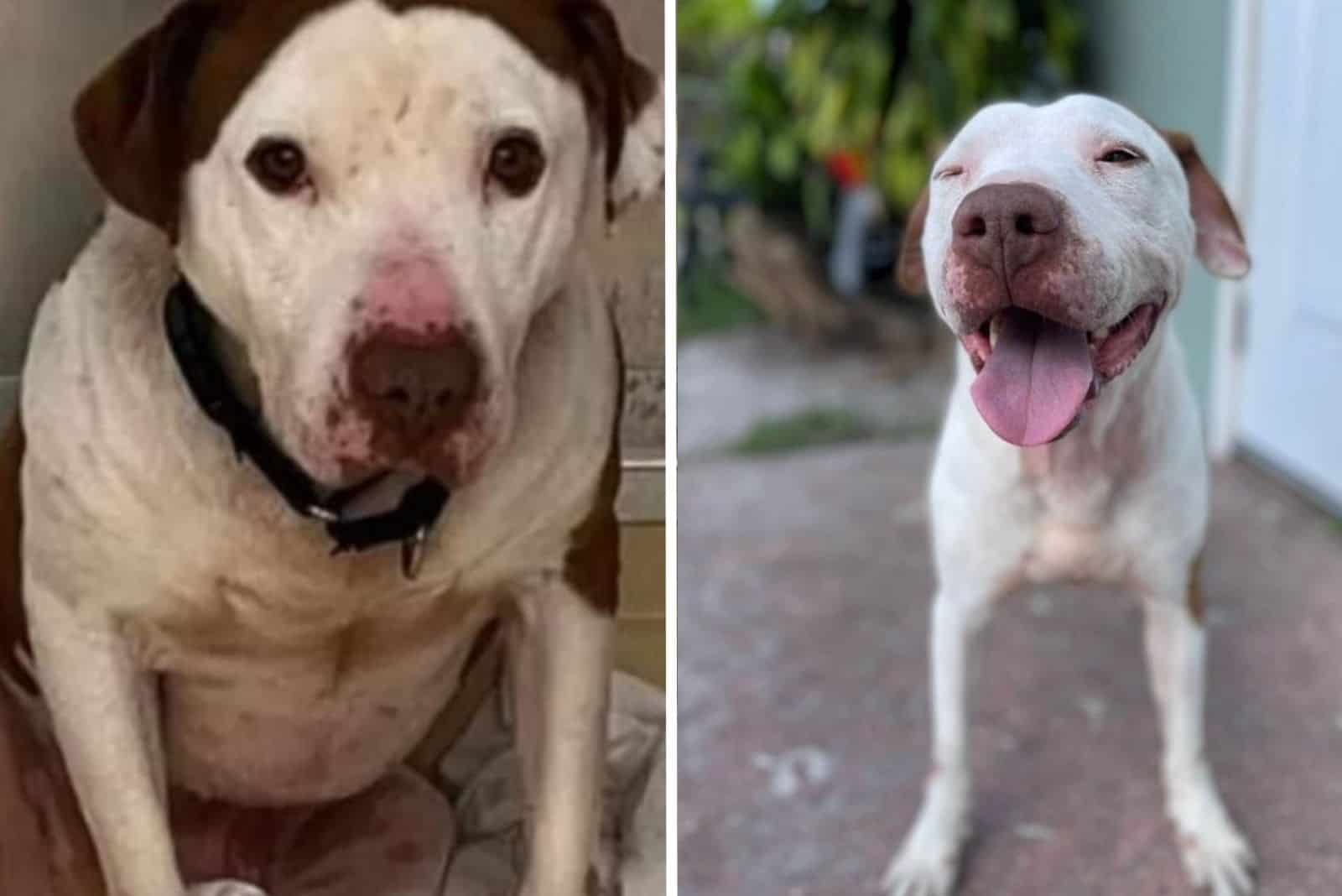 This Rescue Dog Now Has A Big Reason To Smile