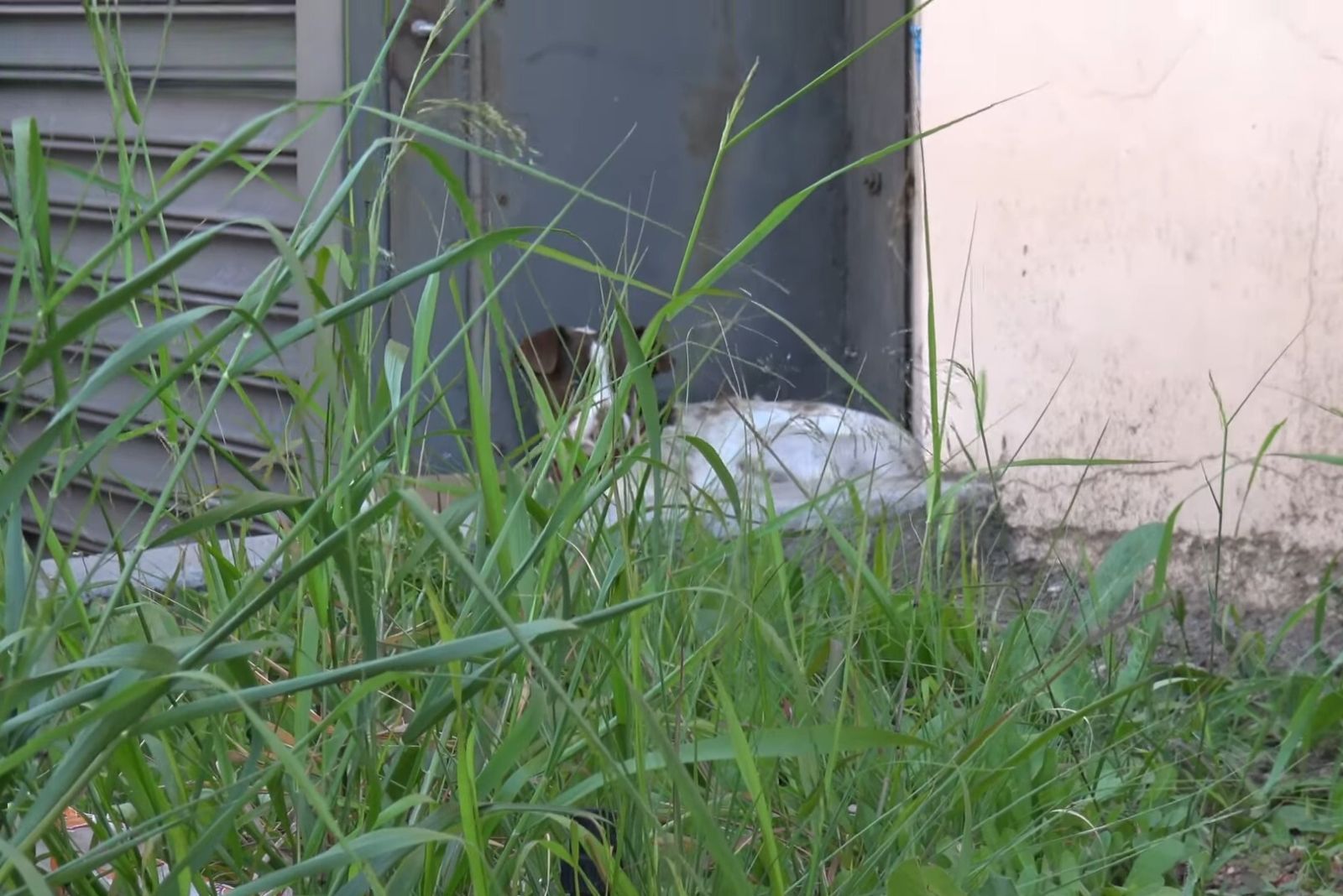 an abandoned dog lies on the sidewalk next to a building