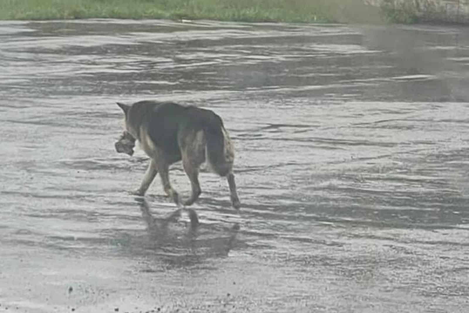 an abandoned dog walks the street with its stuffed toy in its mouth