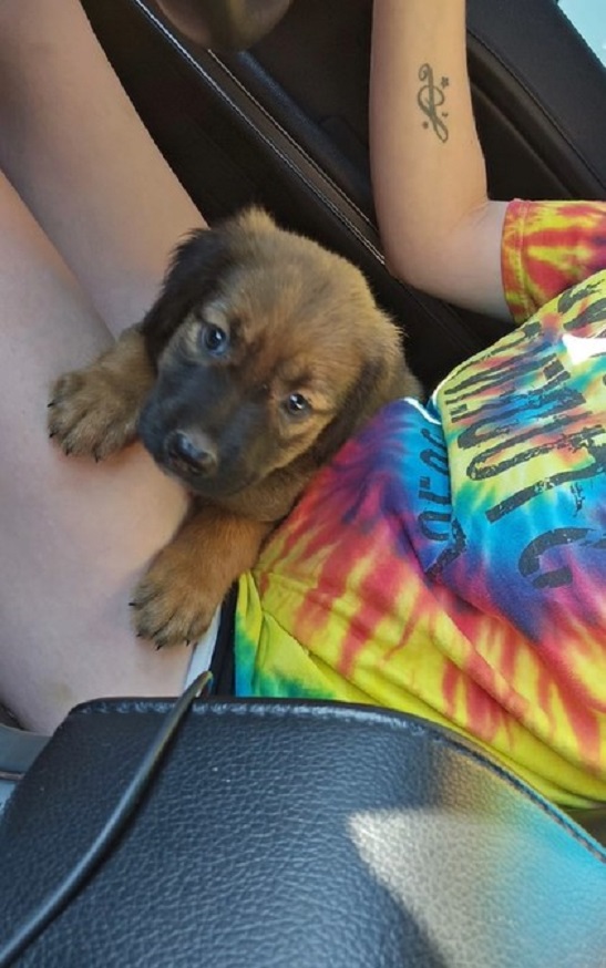 an abandoned puppy in a woman's lap was saved