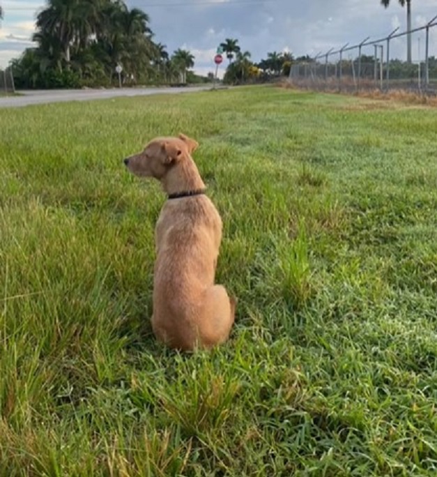 an abandoned puppy sits on the grass and looks into the distance