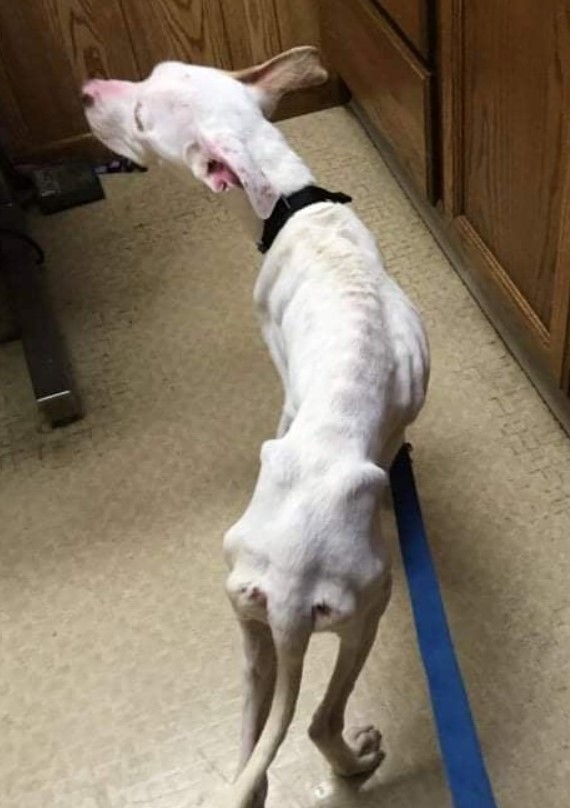 an abandoned starving dog on a blue leash