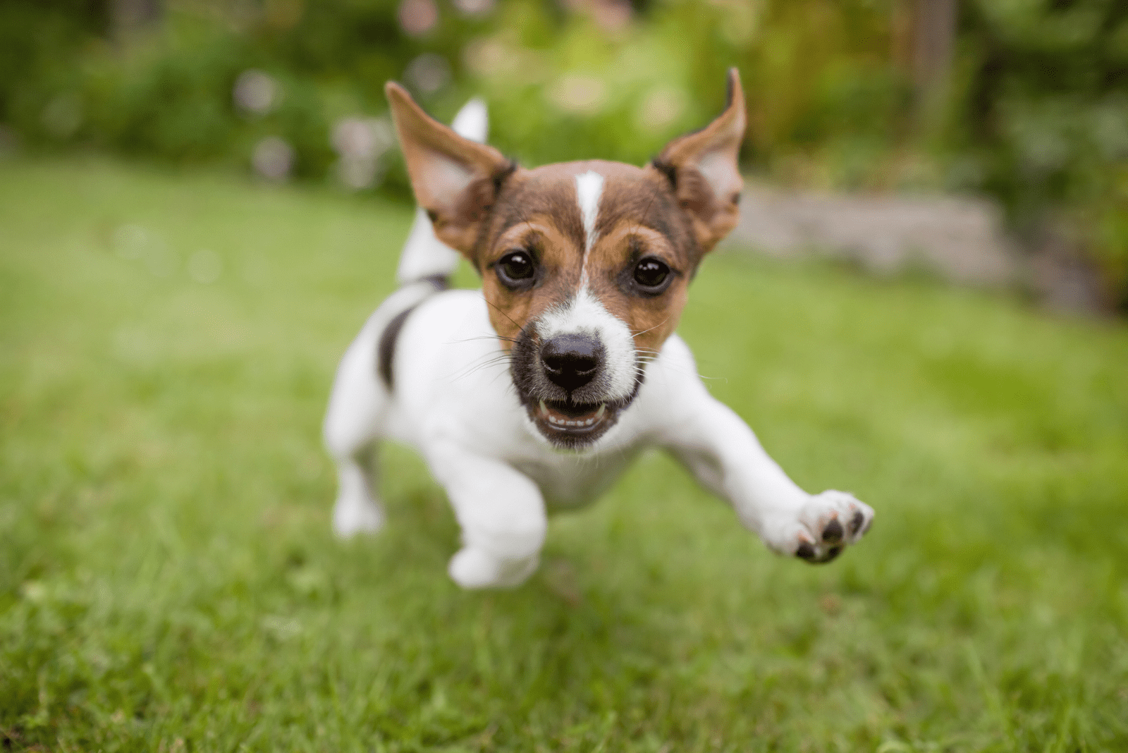 an adorable dog is running across the field