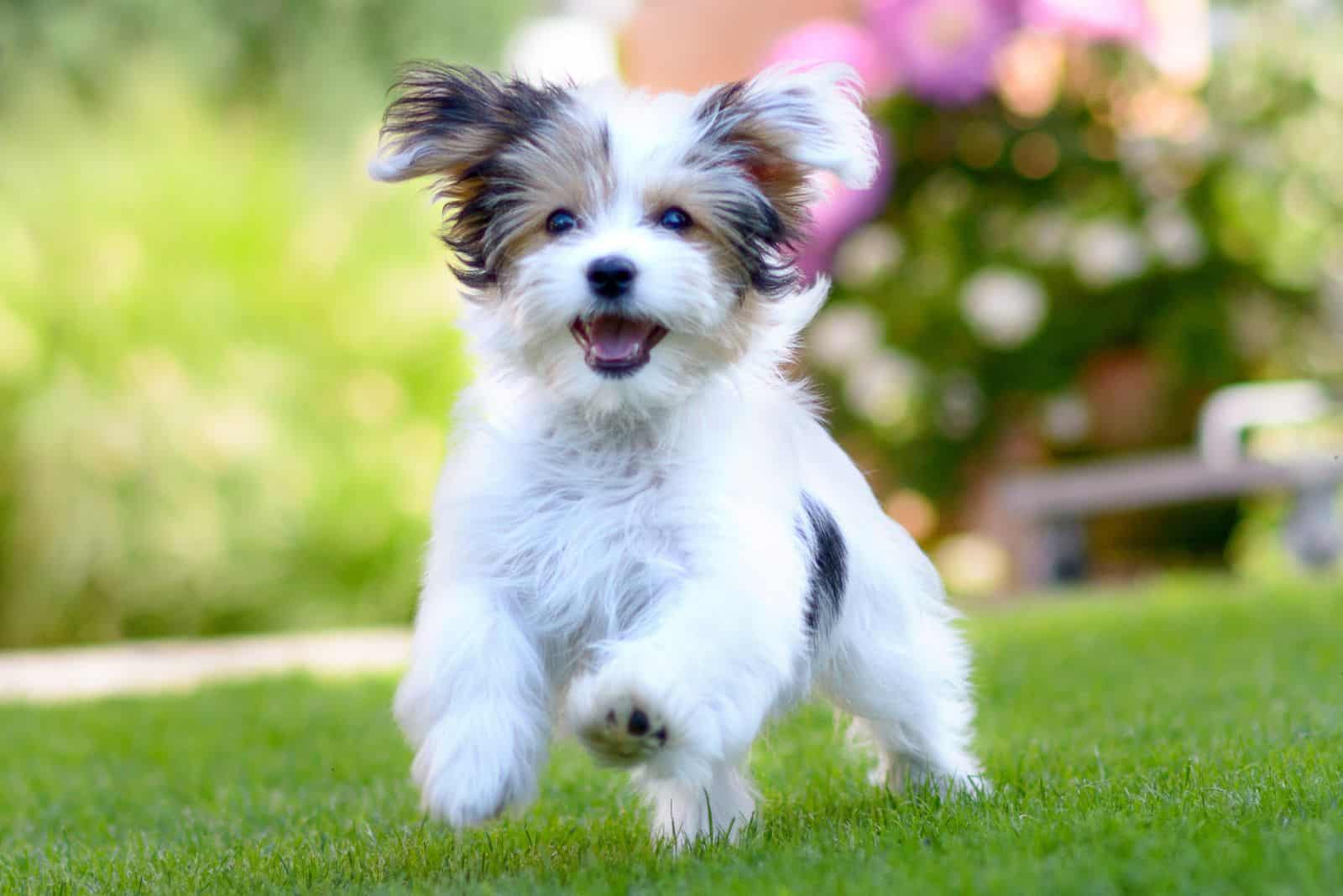 an adorable dog is running across the field