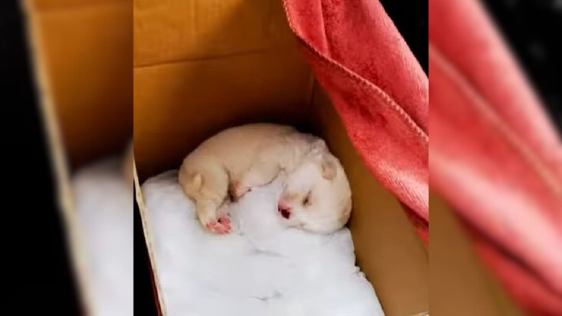 Man Finds A One-Week-Old Puppy Dumped In A Plastic Bag And Left Next To Trash Cans