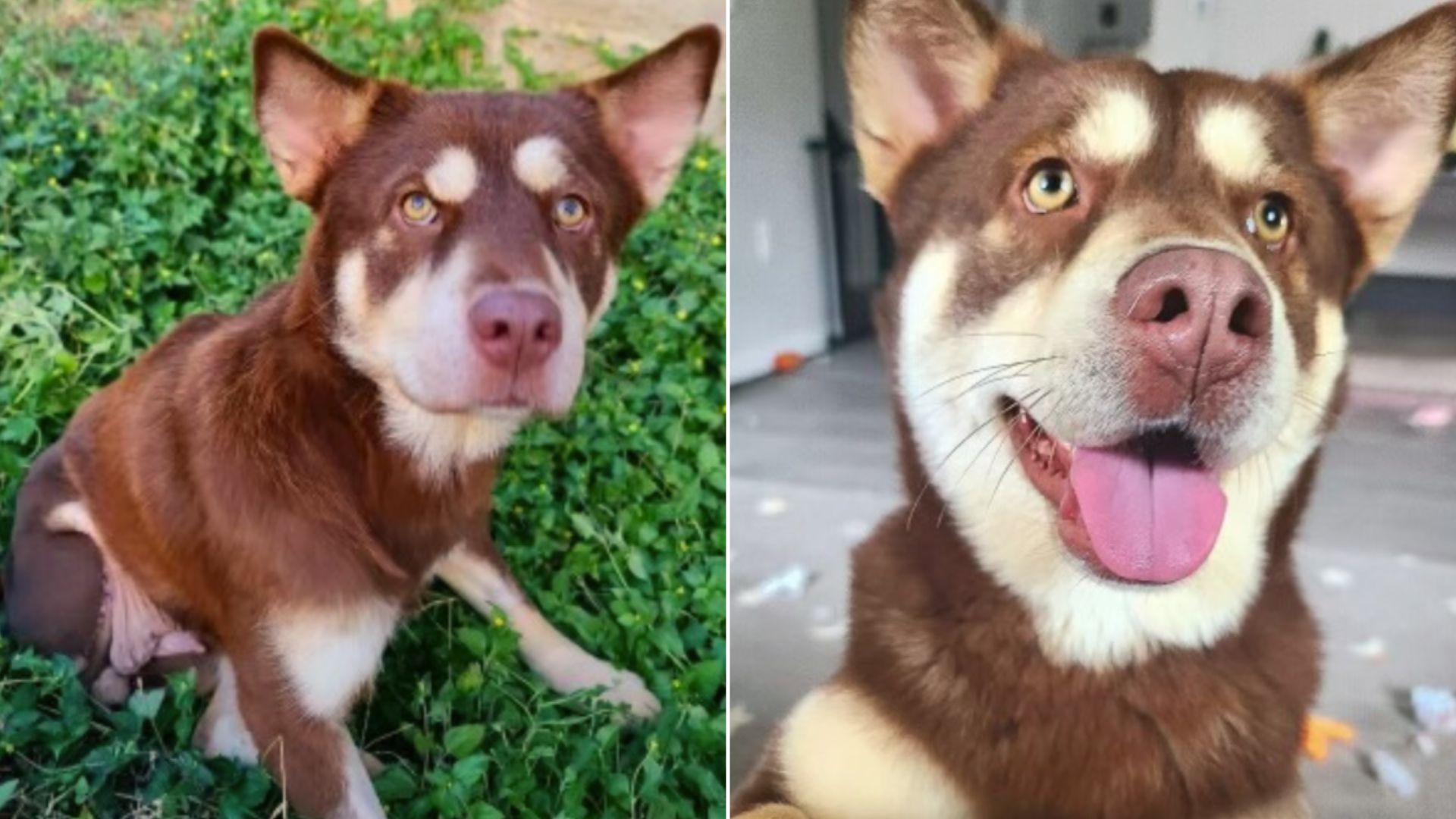 Sweet Dog Spends A Year At Shelter, Never Losing Hope That Someone Would Give Her A Chance