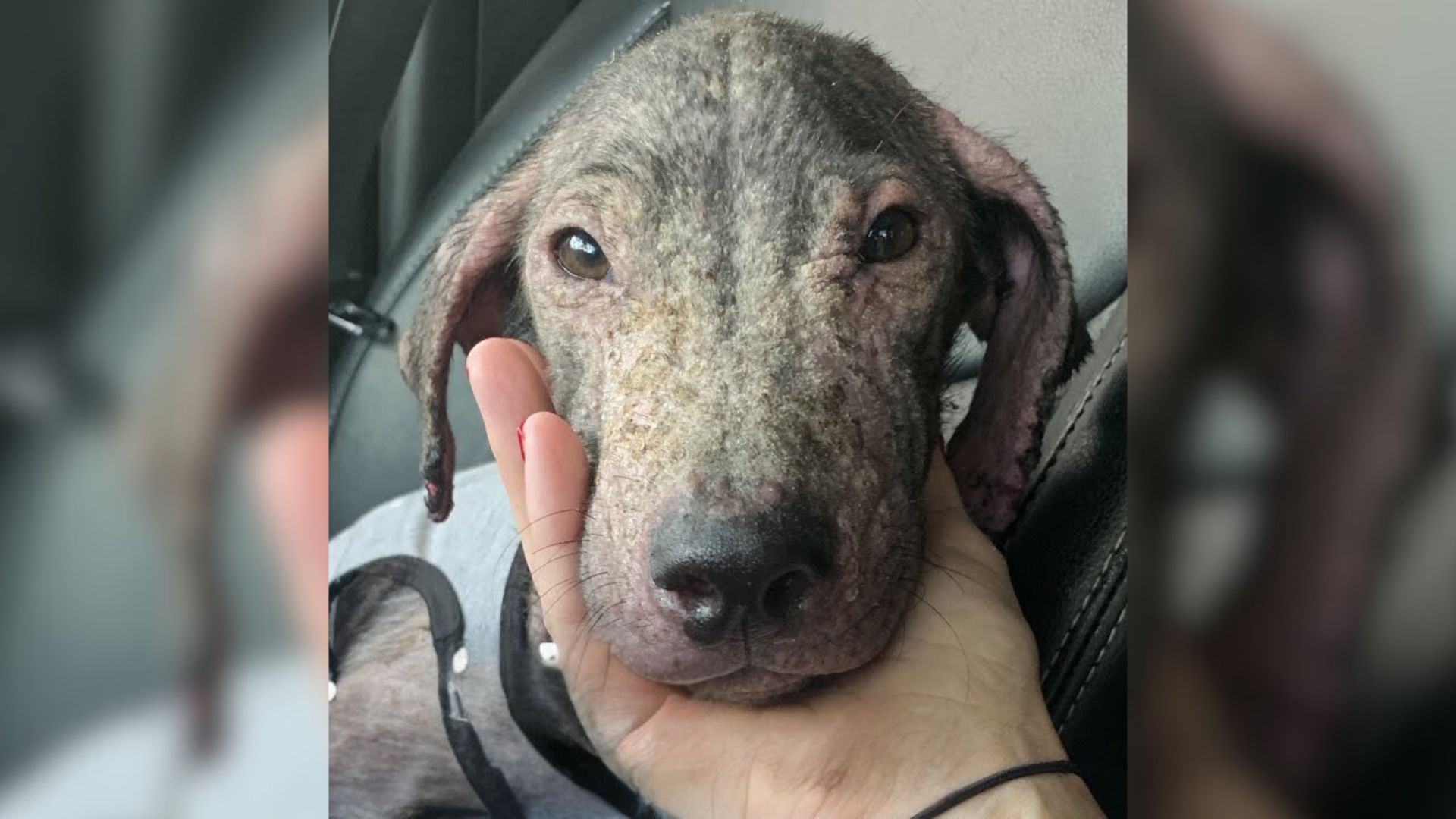 An Affectionate Mangy Puppy Who Desperately Needed Help Gets Rescued On The Beach