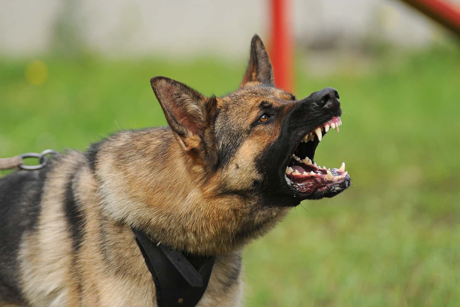 an aggressive German Shepherd barks