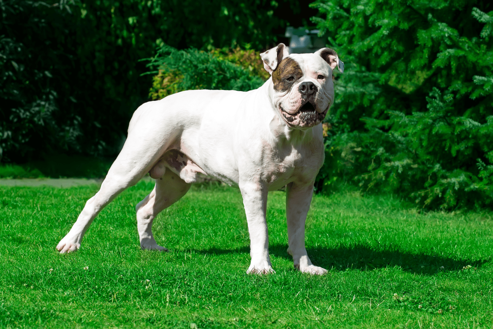 An American Bulldog Feeding Chart For Your Eyes Only