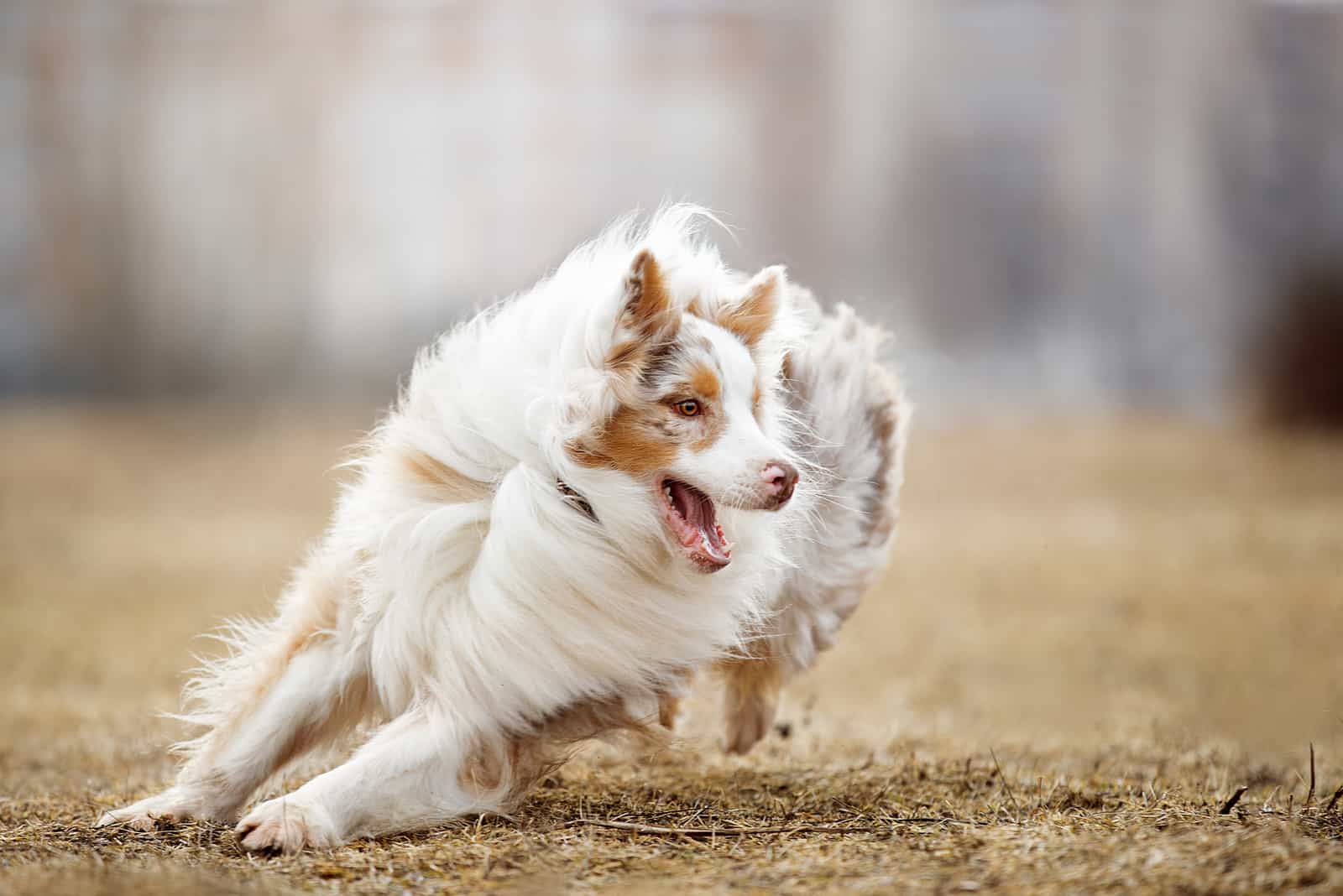 an Australian Shepherd runs across the field