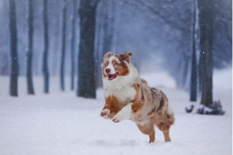 an Australian Shepherd runs through a snowy forest