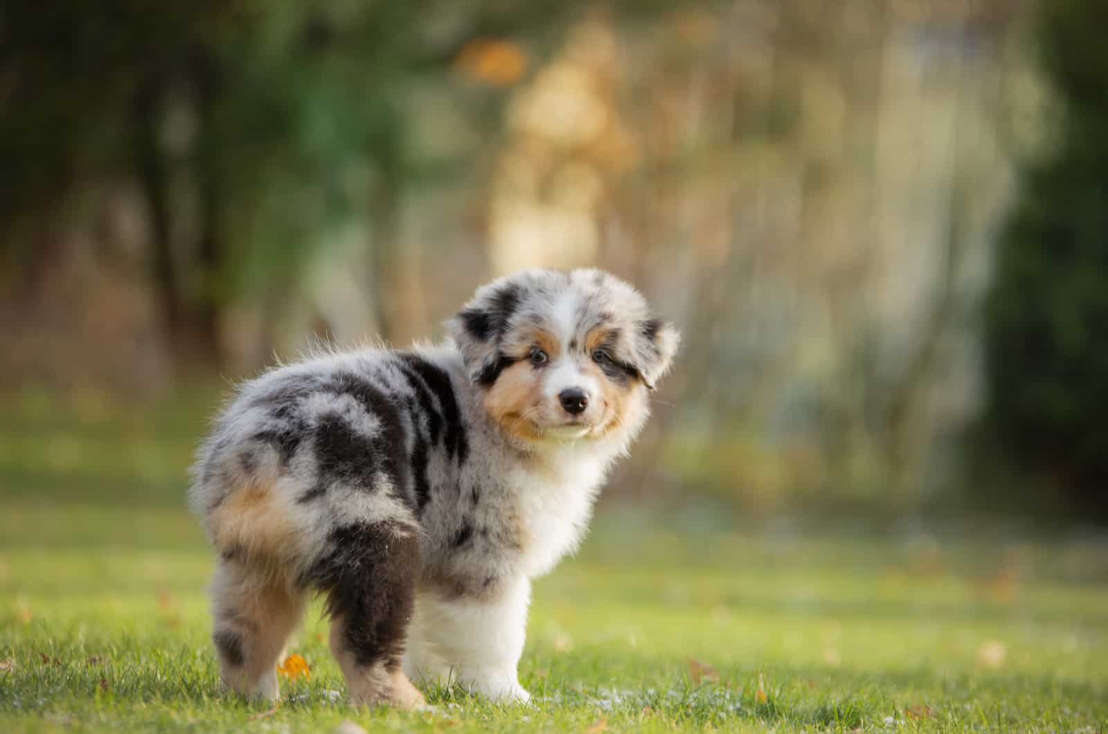 An Australian Shepherds walks the field