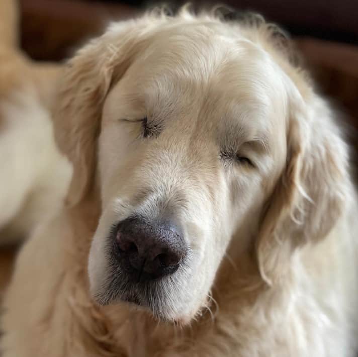 an elderly dog without eyes