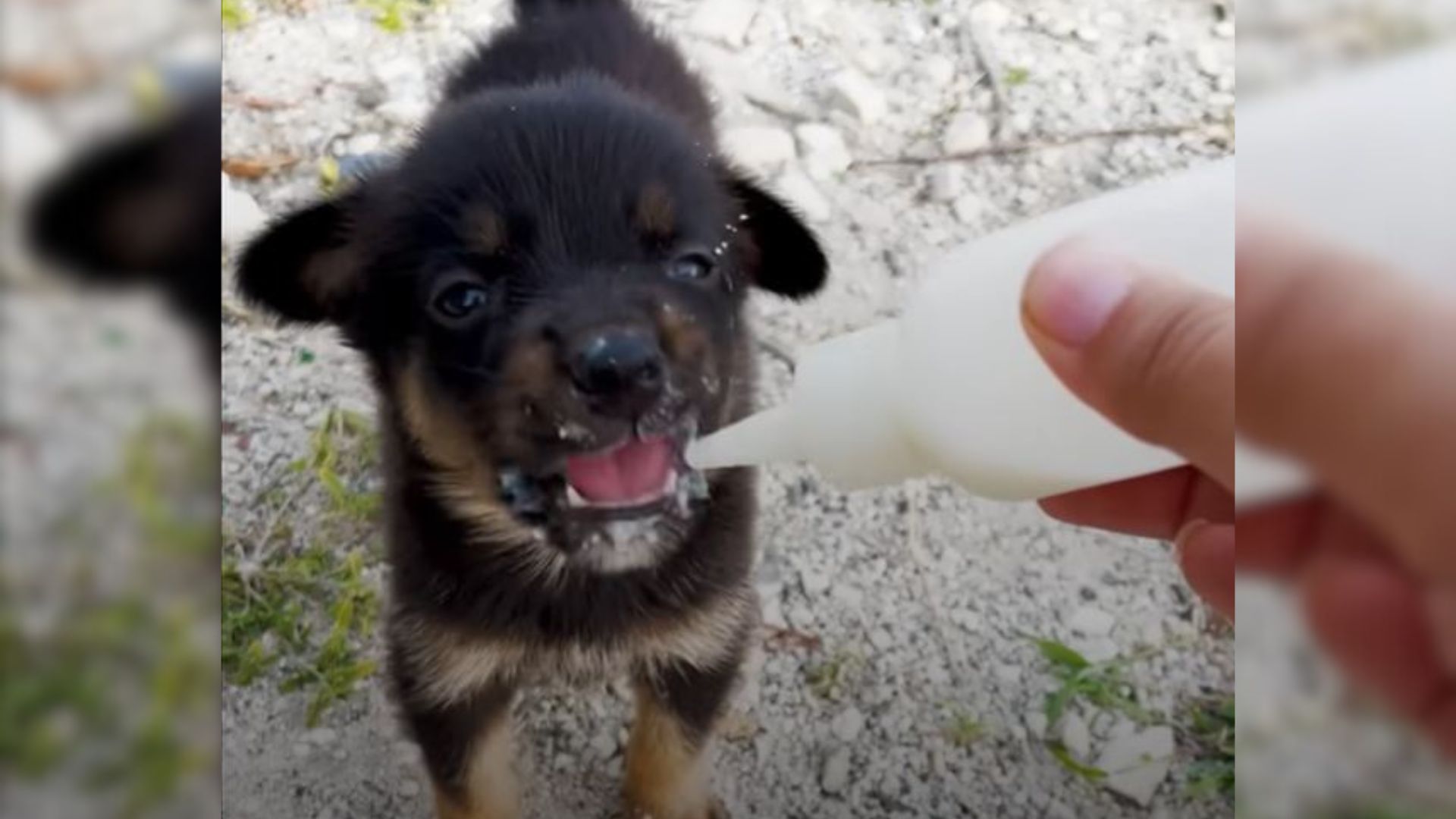 Exchange Student Stumbles Upon A Tiny Pup On The Street And Makes A Life-Saving Choice