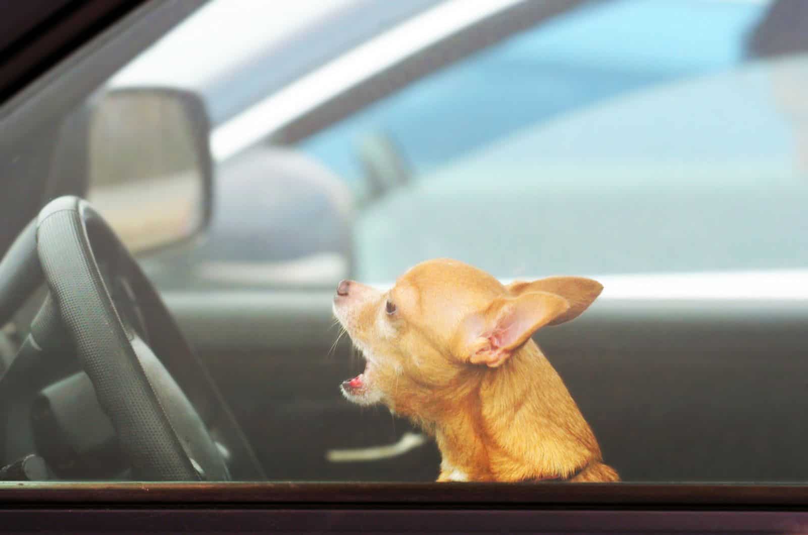 3 Methods That Would Definitely Stop Your Chihuahua From Barking