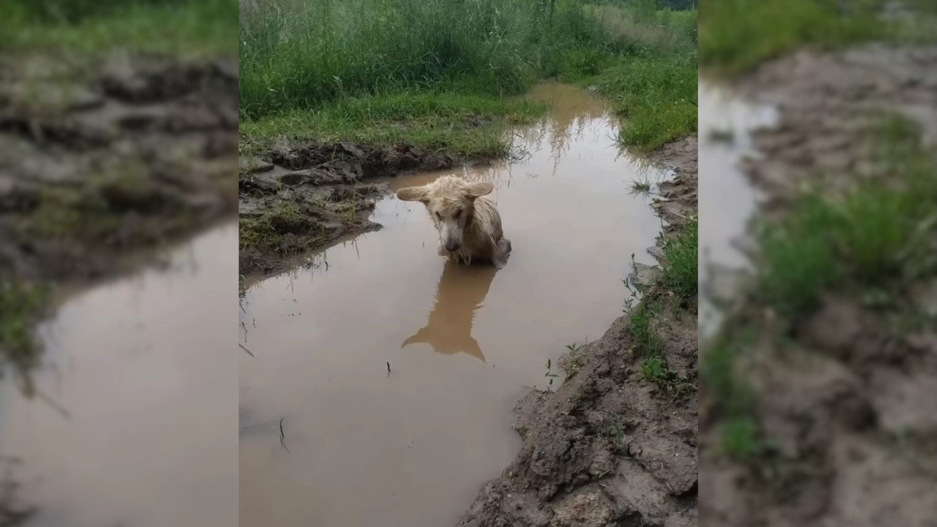 An Injured Pup Who Had No Strength To Get Out Of A Puddle Desperately Needed Help