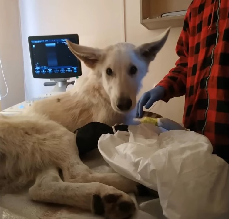 an injured puppy in hospital