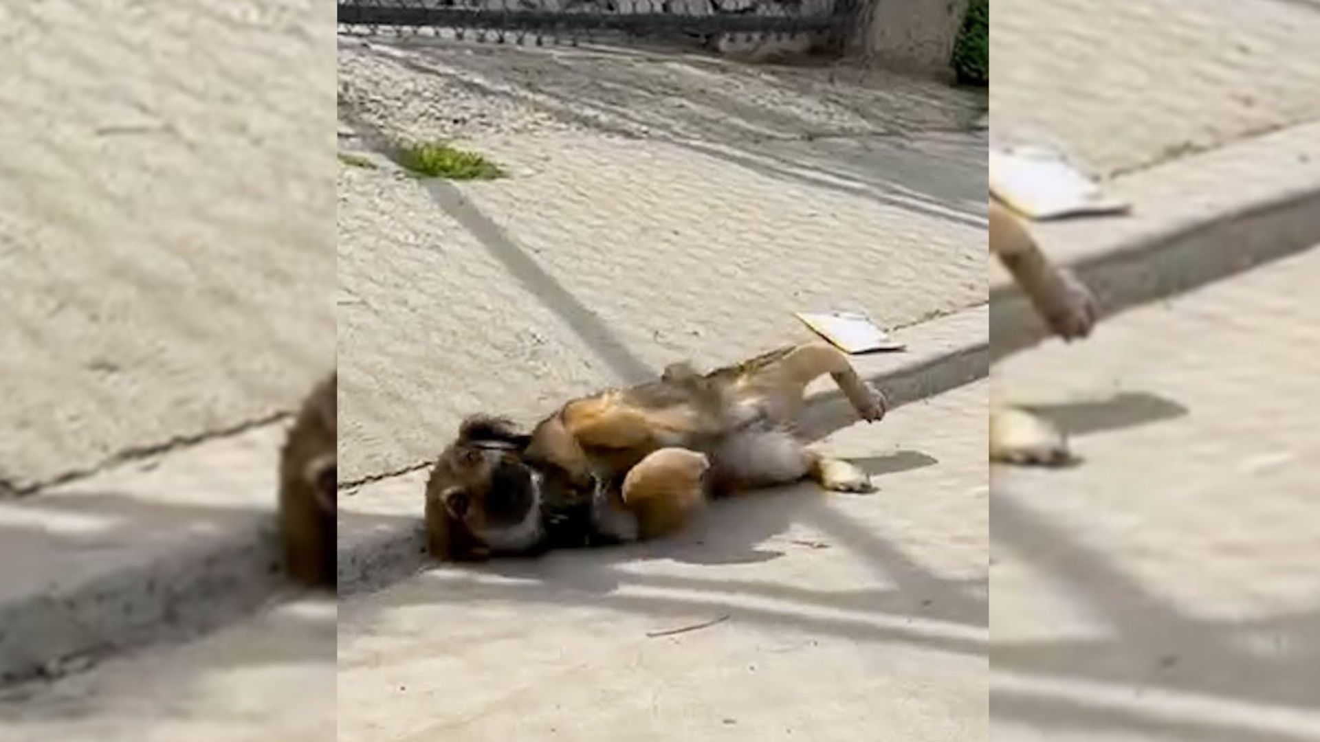 An Injured Puppy Who Waited On The Side Of A Road Melts From Love When She Meets Her Rescuers