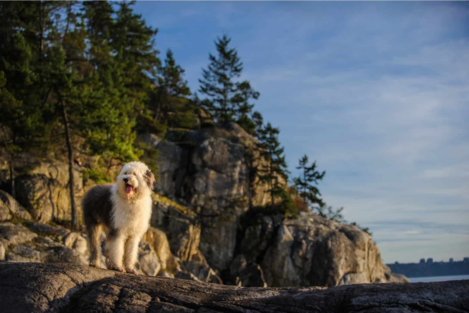 an old English shepherd stands on a rock