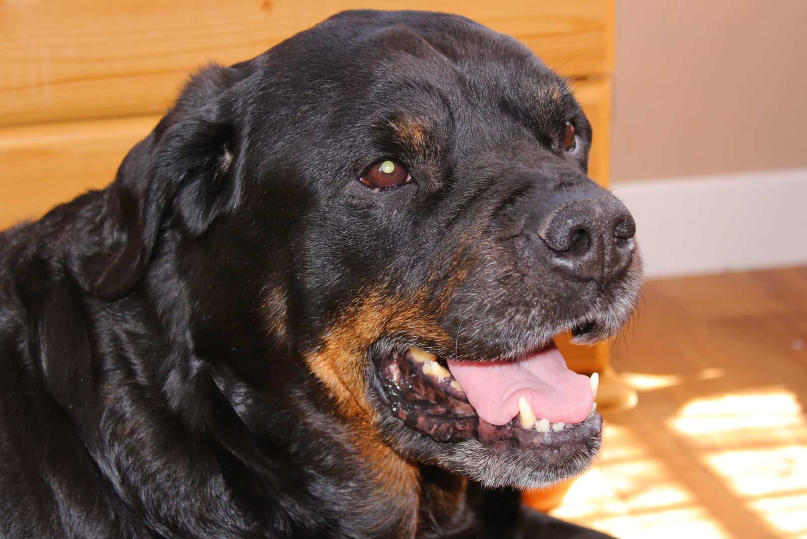 an old female Rottweiler