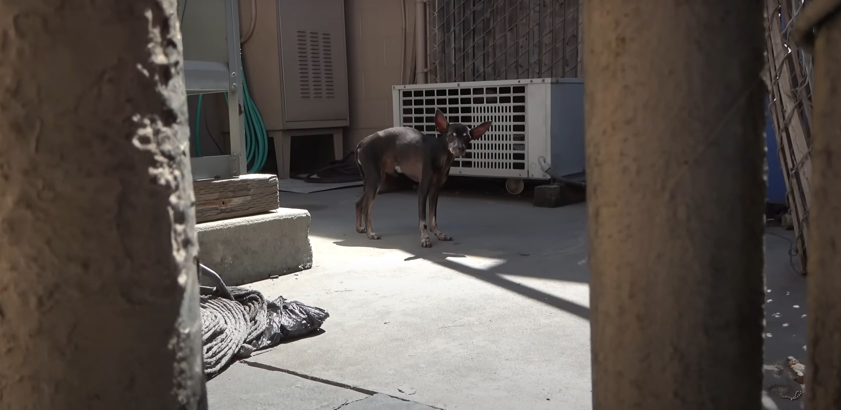 an old scared dog is standing on the pavement