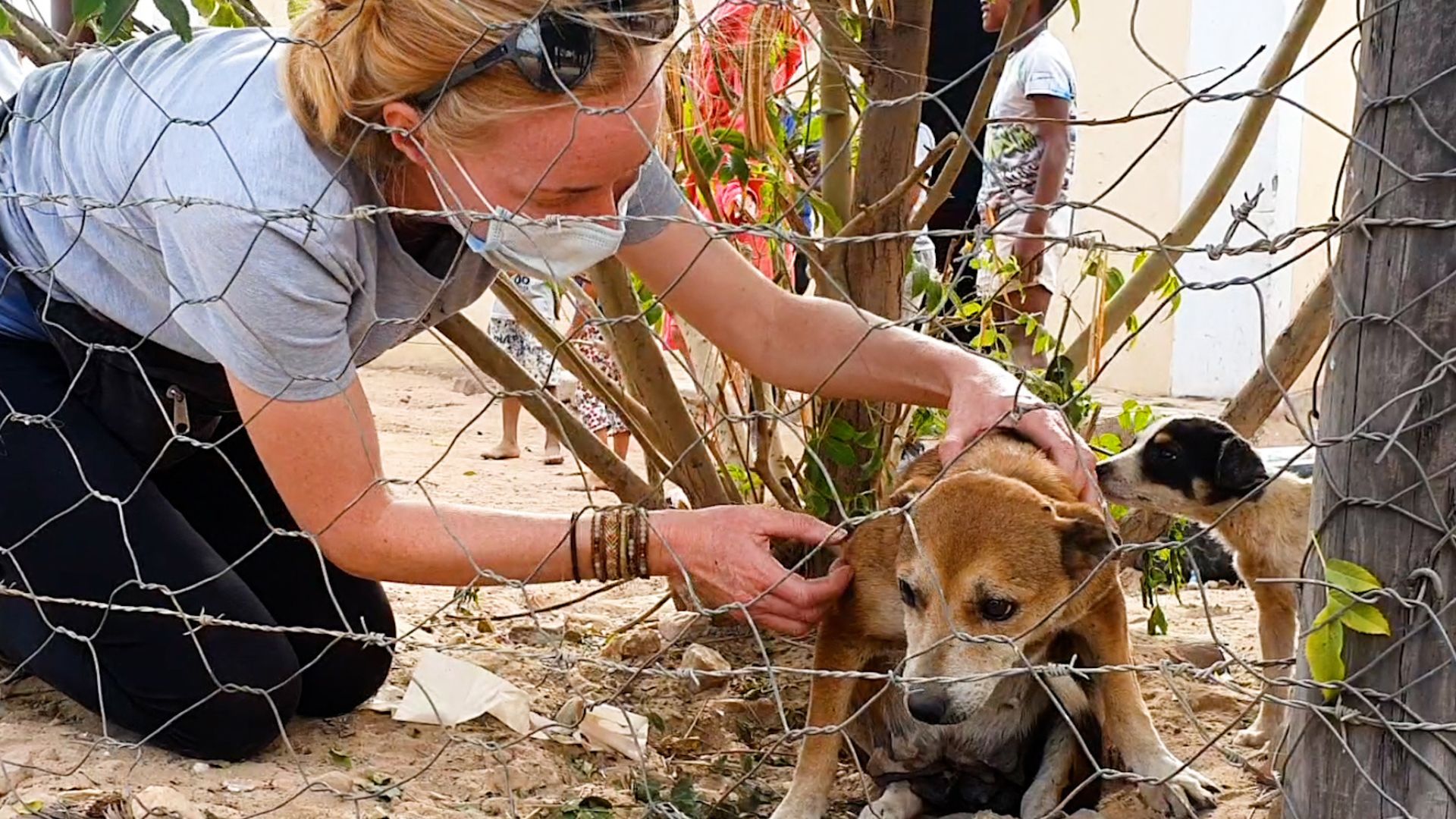 Homeless Senior Dog Bullied Because Of Her Age Gets A Cozy Bed In A New Home