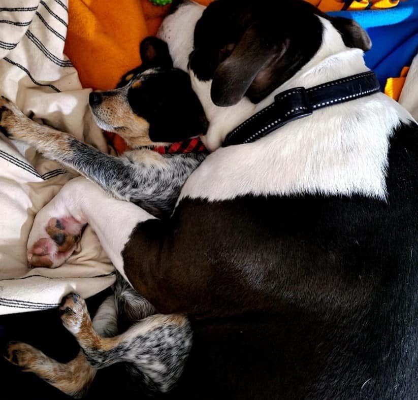 an older dog hugs a puppy while they sleep on the bed