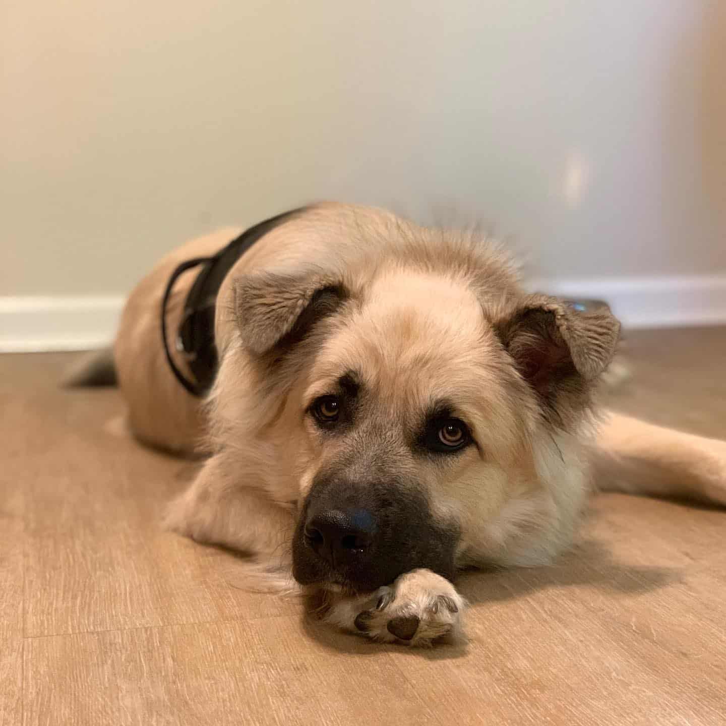 Anatolian Husky laying on the floor