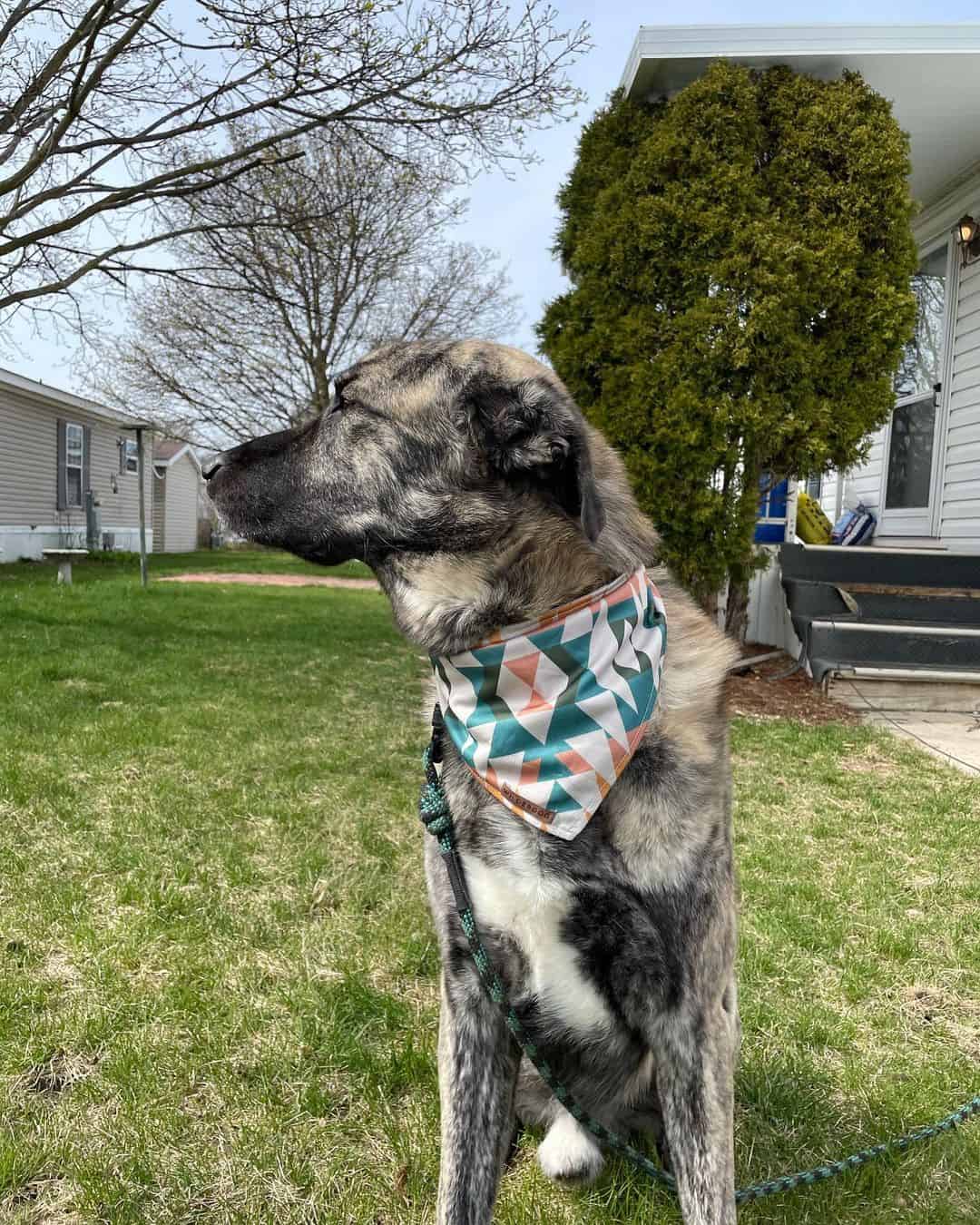 Anatolian Shepherd