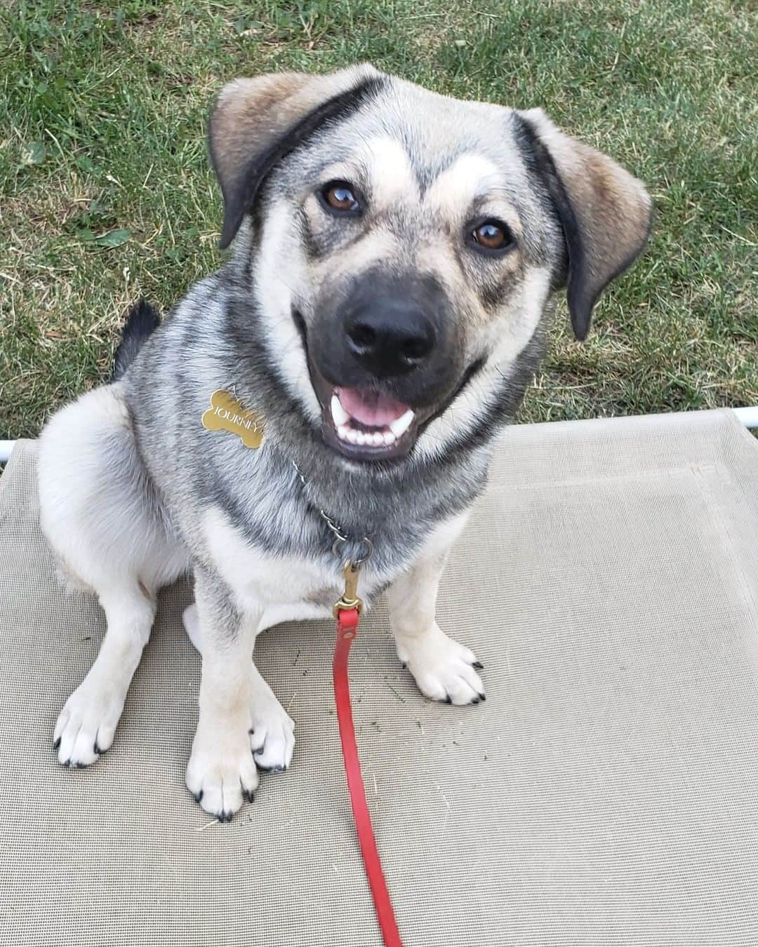 anatolian shepherd akita mix dog