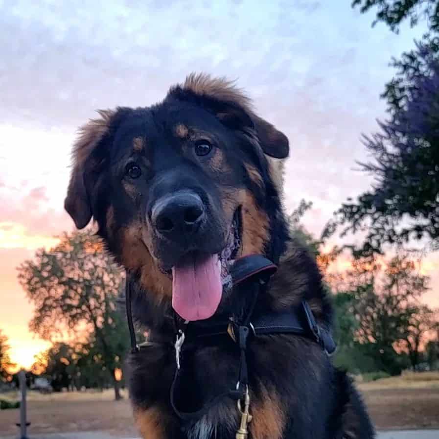 anatolian shepherd bernese mountain dog mix