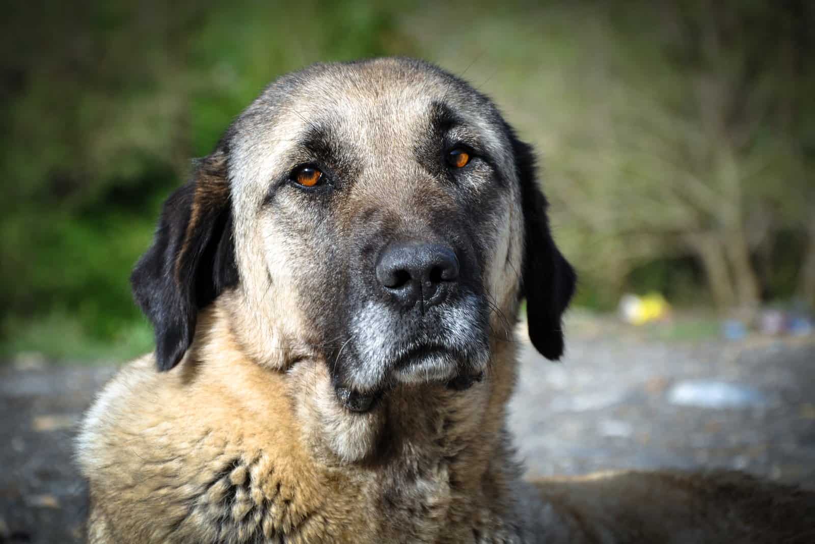 Anatolian Shepherd Breeders: All Time Favorites