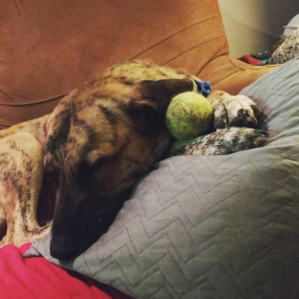 Anatolian Shepherd Great Dane Mix is lying on the bed and sleeping