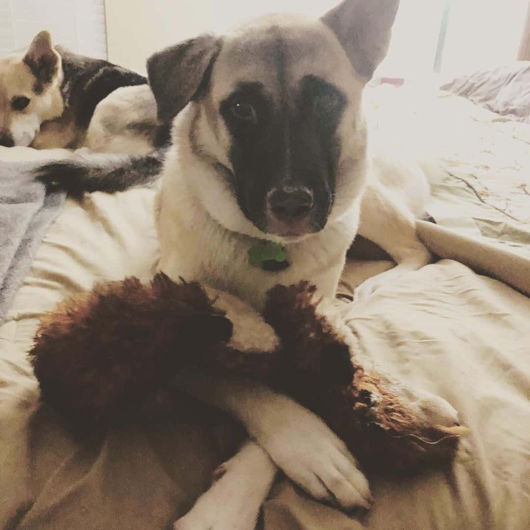 Anatolian Shepherd Lab Mix is lying on the bed