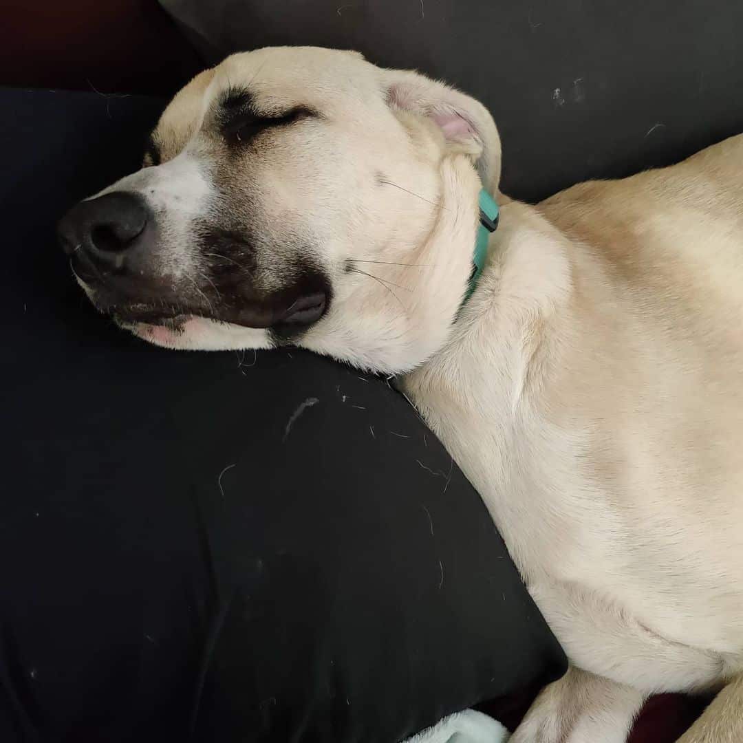 Anatolian Shepherd Lab Mix is sleeping