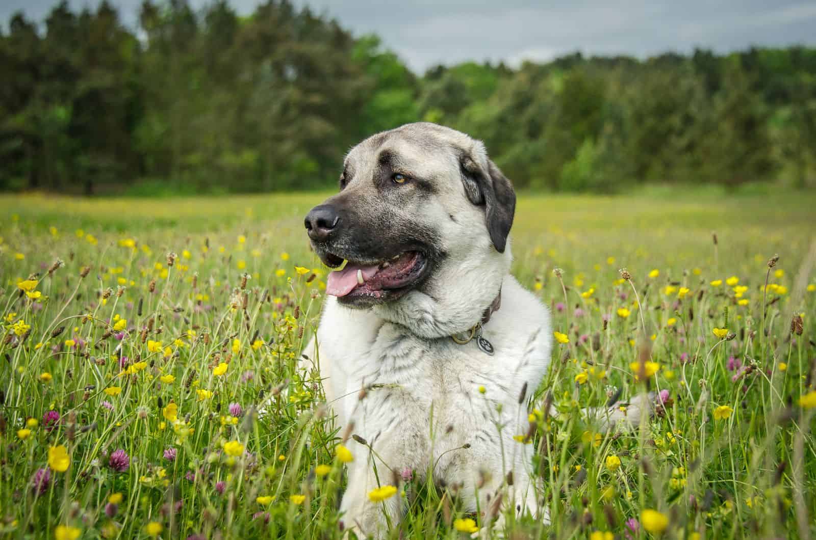 Anatolian Shepherd sitting on grass