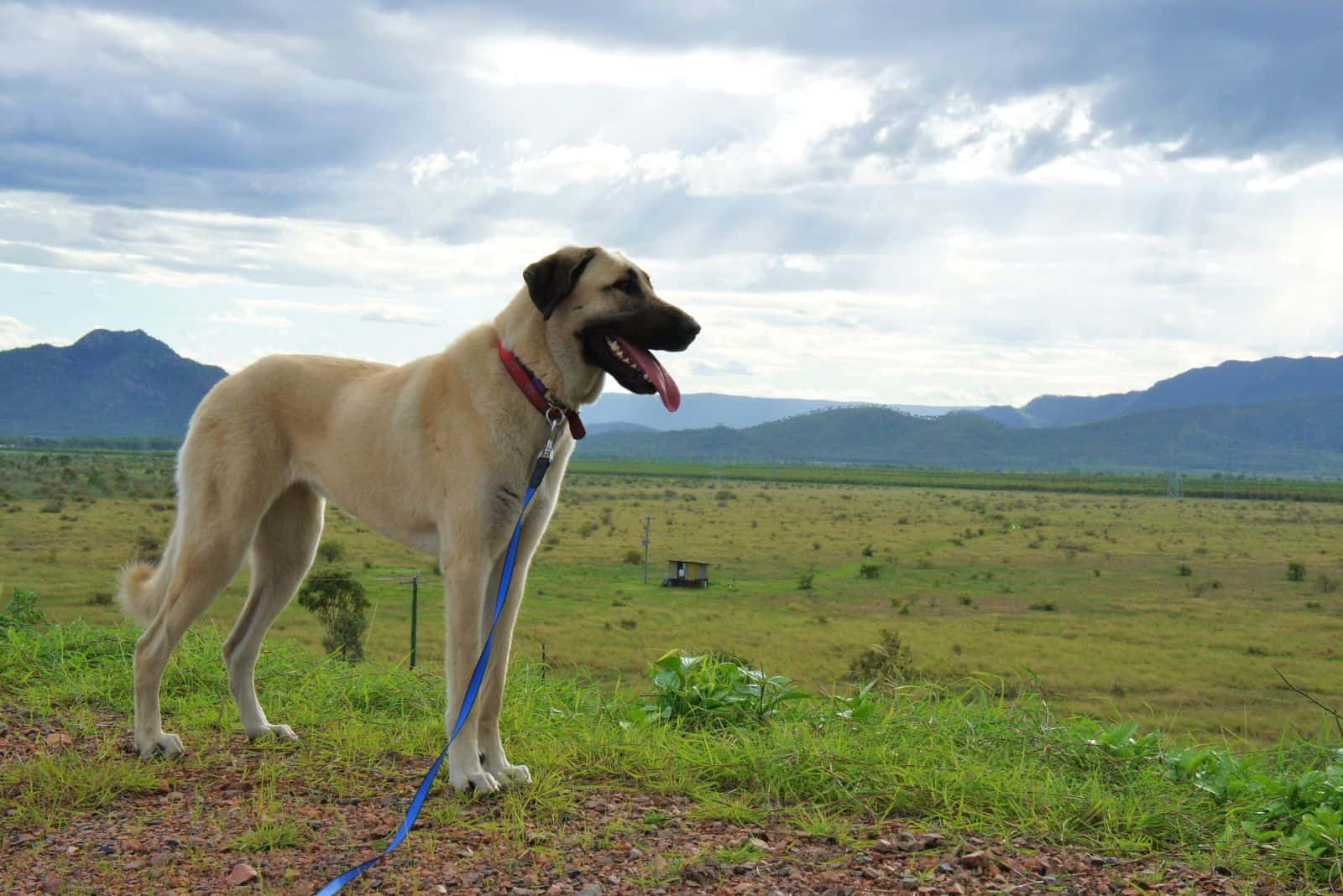 Anatolian Shepherd standing in a field